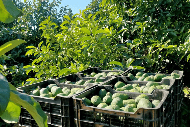 Moroccan Avocados