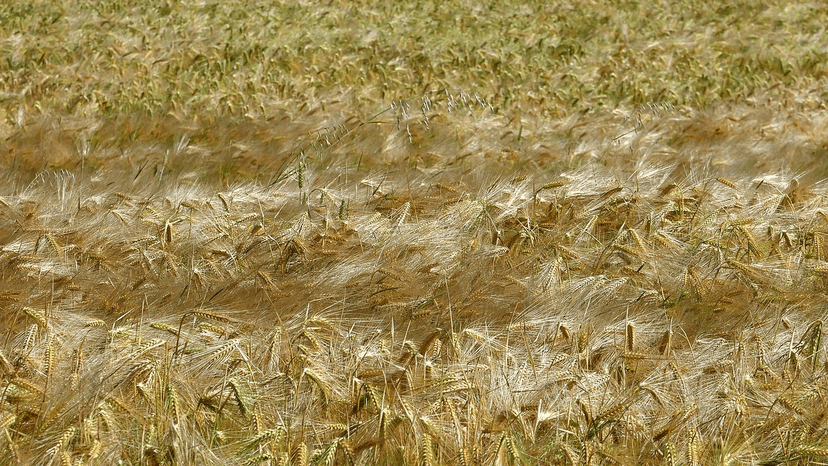 No-Till Farming in Morocco: A Strategic Step Toward Water Conservation and Climate Resilience