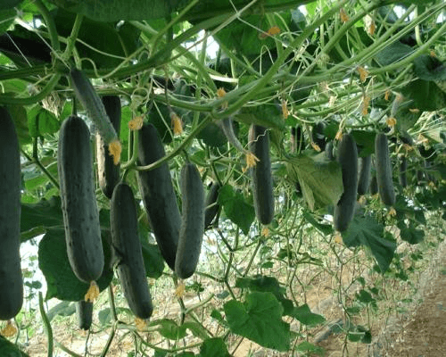 Fresh Moroccan Cucumbers
