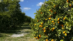 Fresh Moroccan Lemons 1