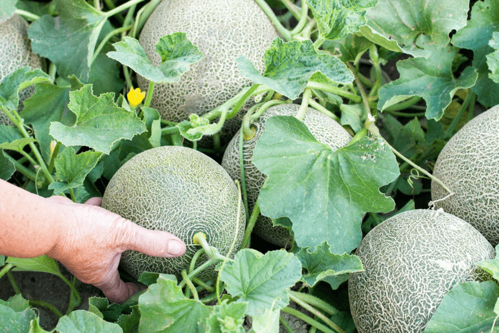 Moroccan Melons