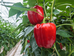 Moroccan Bell Peppers 1