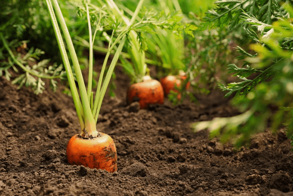 Organic Moroccan Carrots
