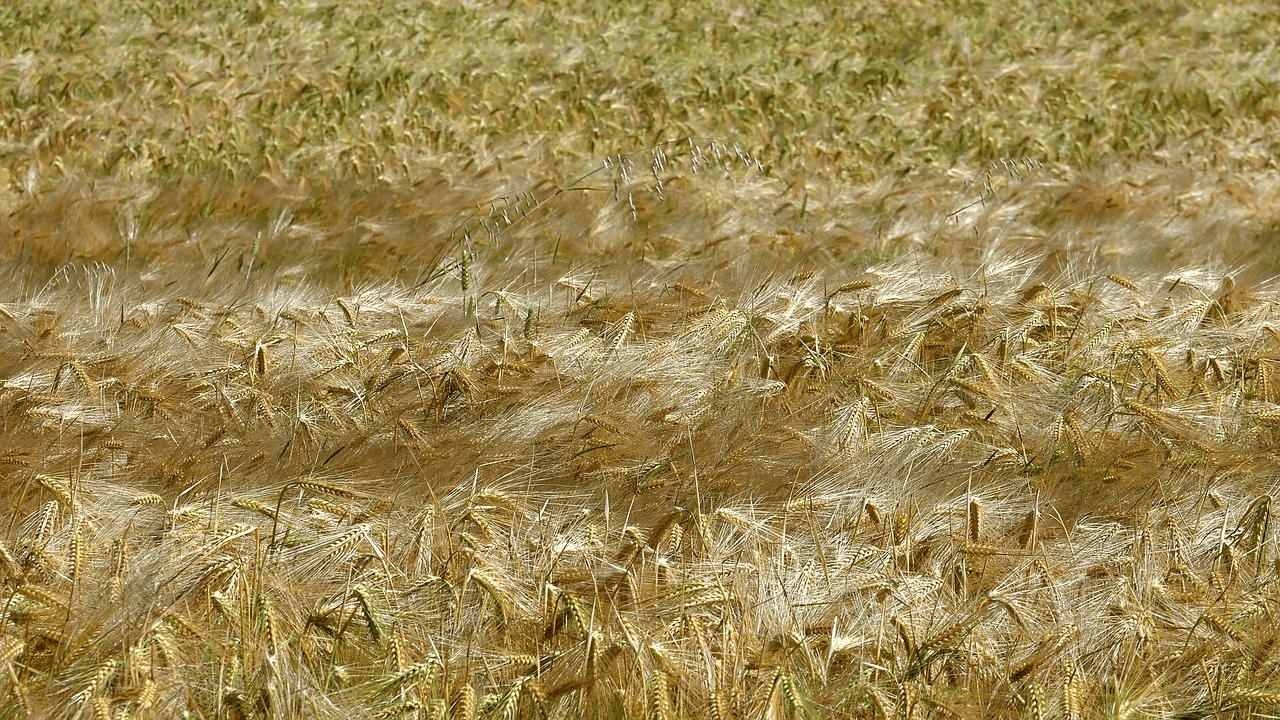 No-Till Farming in Morocco: A Strategic Step Toward Water Conservation and Climate Resilience