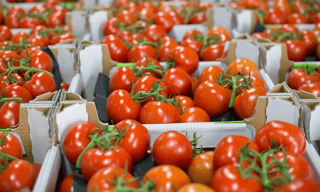 Morocco's Vegetable Exports to Spain Surge 24% in Q1 2025