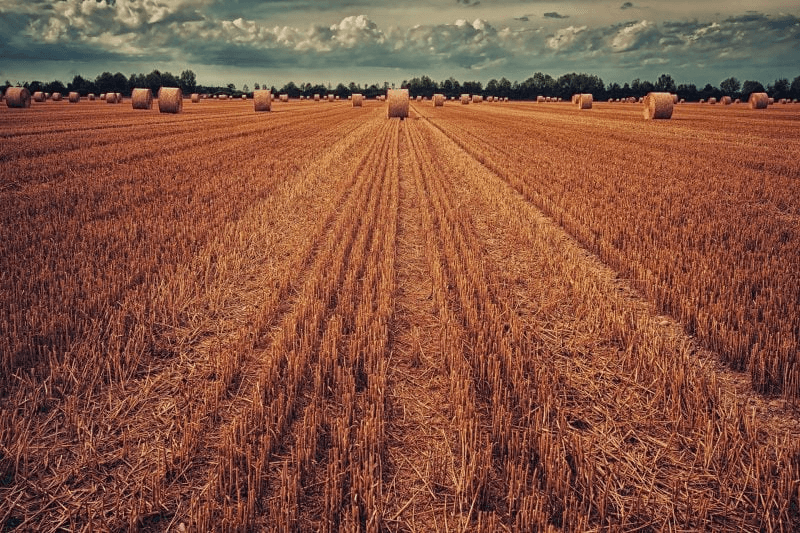 Exceptional Rainfall in 2024: A 41% Boost in Morocco’s Cereal Harvest and Food Security