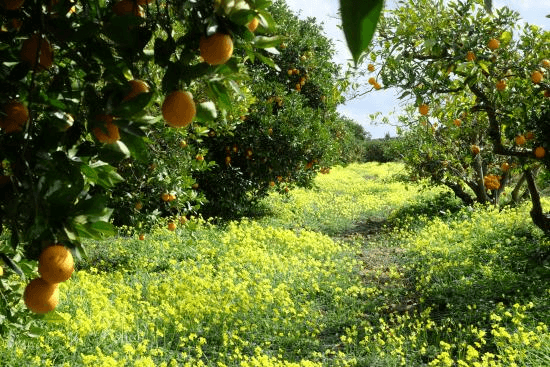 Moroccan Oranges