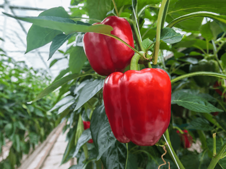 Moroccan Bell Peppers