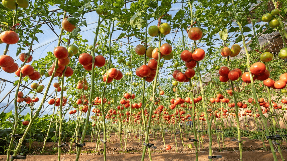 Fresh Moroccan Tomatoes
