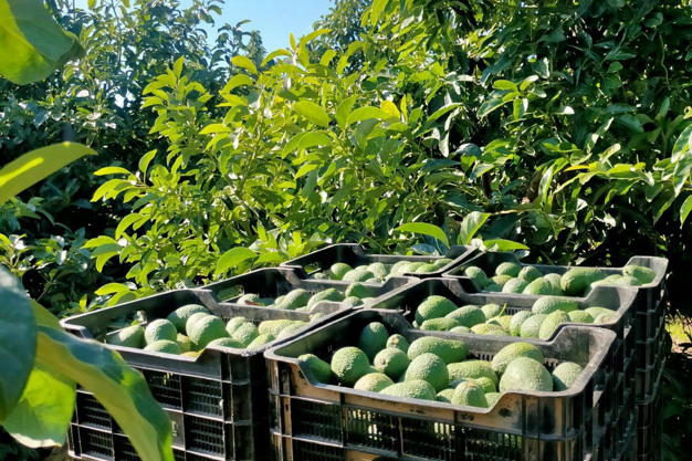 Moroccan Avocados
