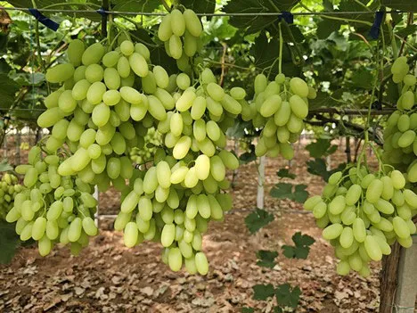 Moroccan Table Grapes