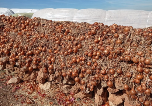 Moroccan Red Onions