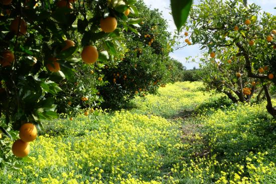 Moroccan Oranges