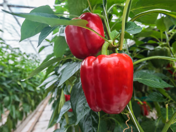 Moroccan Bell Peppers