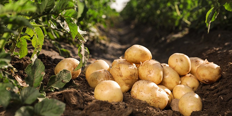 Moroccan Potatoes