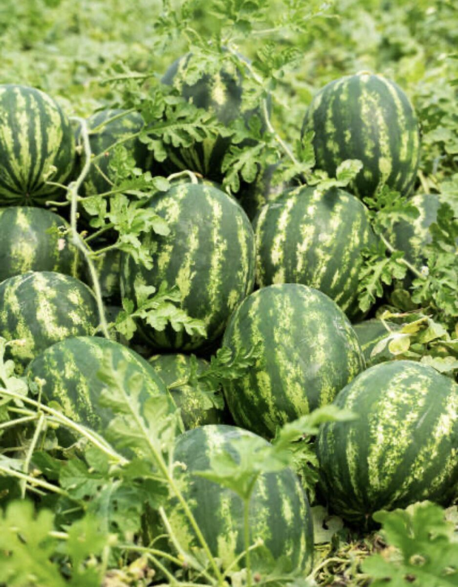 Moroccan Watermelons